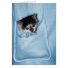 Kitten dans la poche