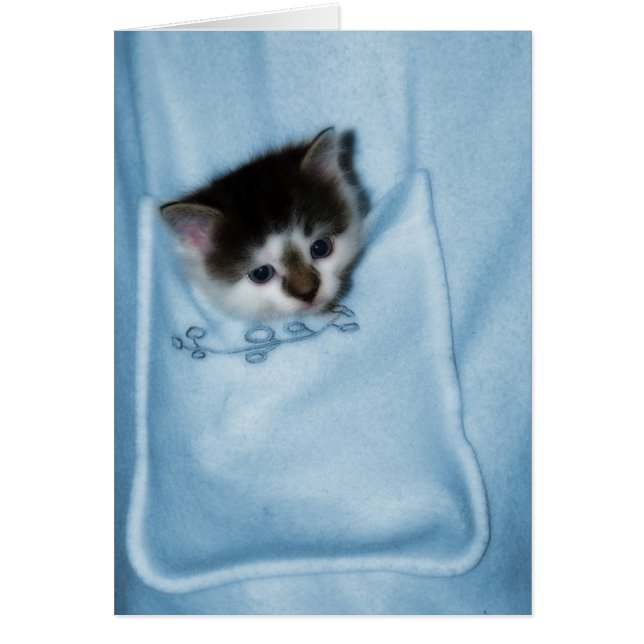 Kitten dans la poche (Devant)