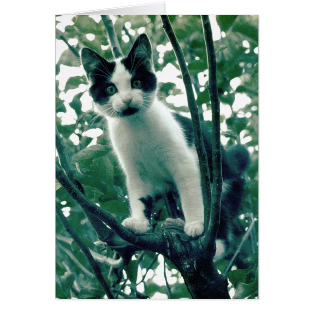 Kitten dans un arbre à pomme (Devant)