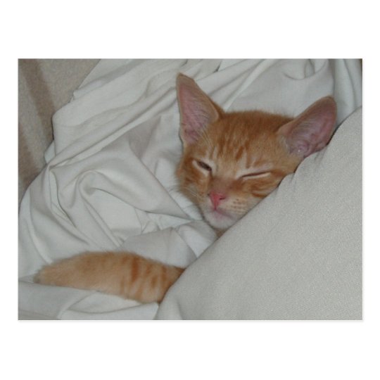 Kitten Dax Dreams Postcard