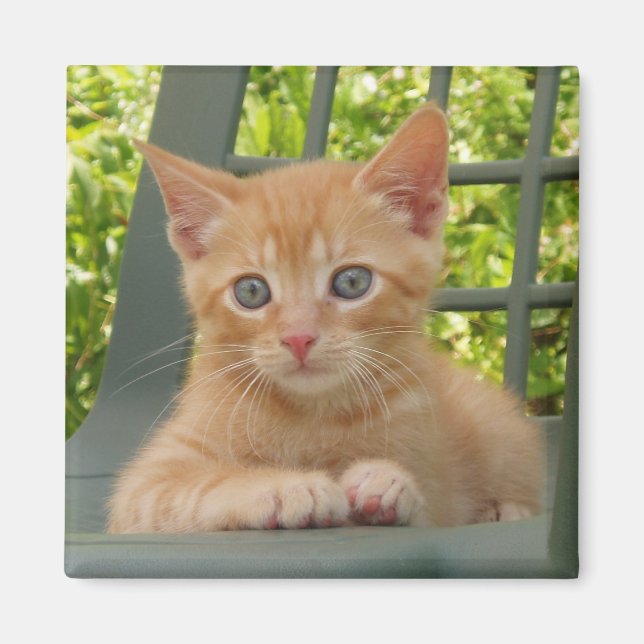 Kitten Dax Magnet (Front)
