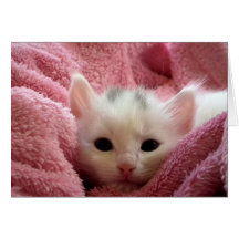 Kitten en rose