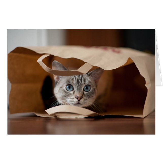 Kitten en sac d'alimentation (Devant horizontal)