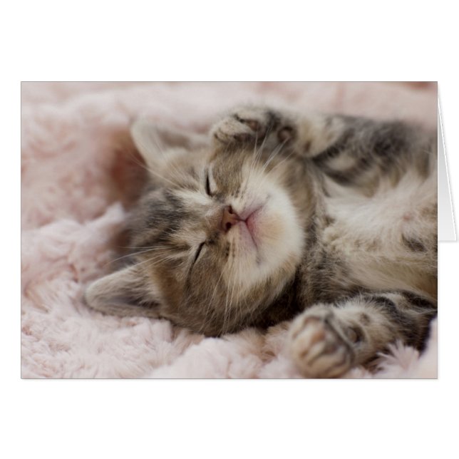 Kitten endormi (Devant horizontal)