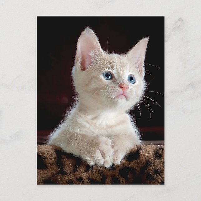 KITTEN: ENTRANCING MOMENT ~ POSTCARD (Front)