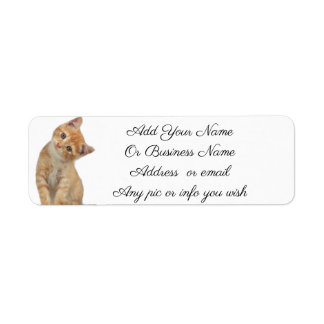 Kitten Étiquette
