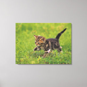 Kitten exploring lawn canvas print
