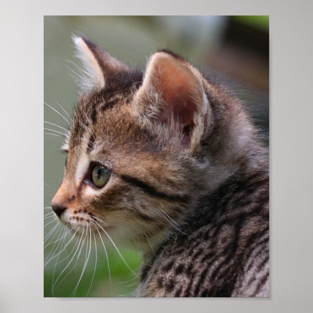 Kitten face, cute, cat, poster print (Front)