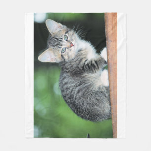 Kitten  fleece blanket