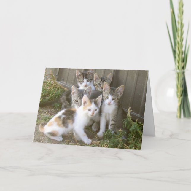 Kitten Friends Greeting Card (Front)