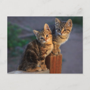Kitten Friends Postcard
