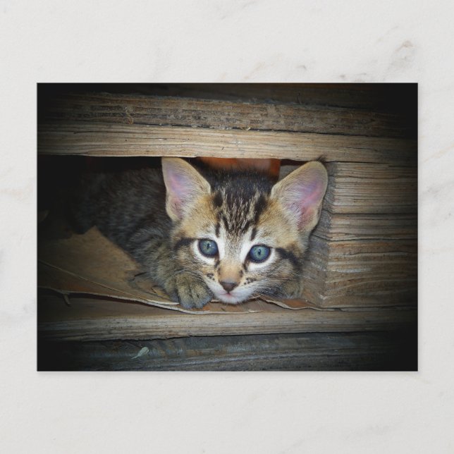Kitten Hide-and-Seek Postcard (Front)