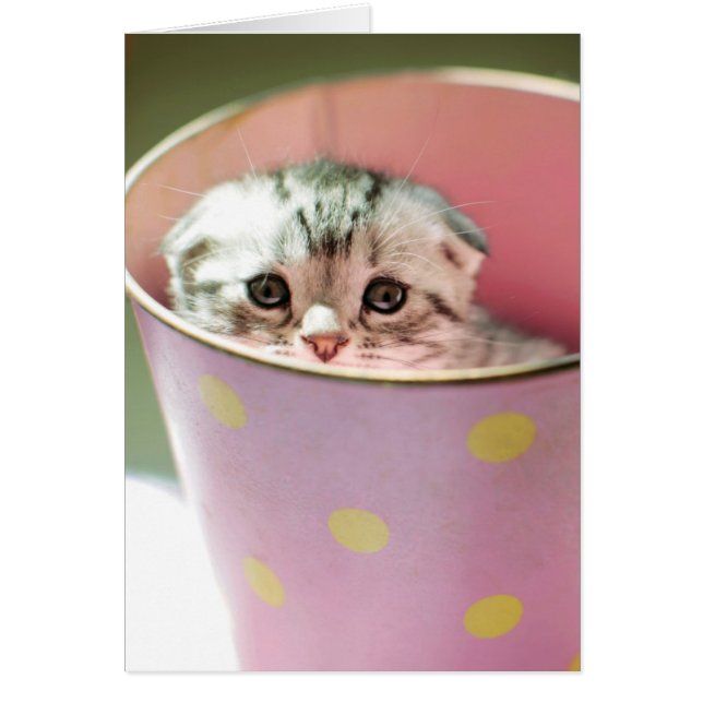 Kitten Hiding (Front)