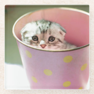 Kitten Hiding Glass Coaster