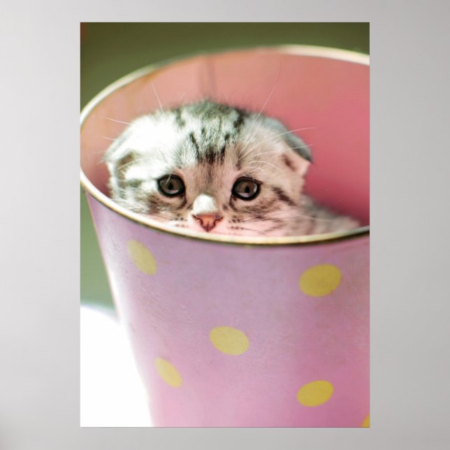 Kitten Hiding Poster (Front)