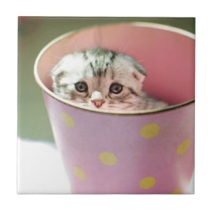 Kitten Hiding Tile