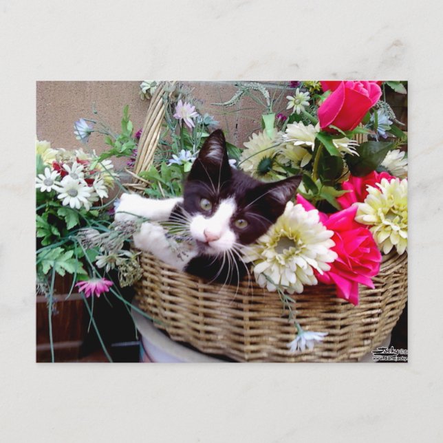Kitten in a Basket Postcard (Front)