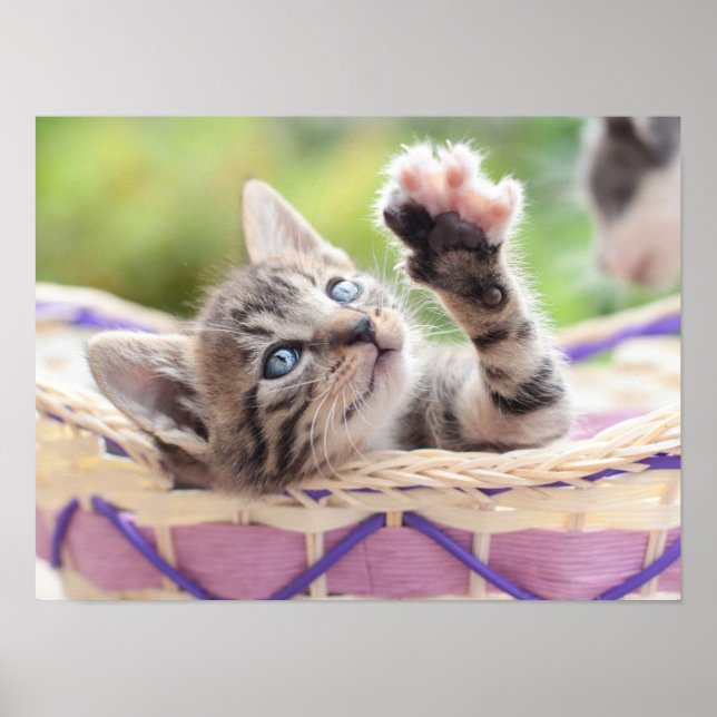 Kitten In A Basket Poster (Front)