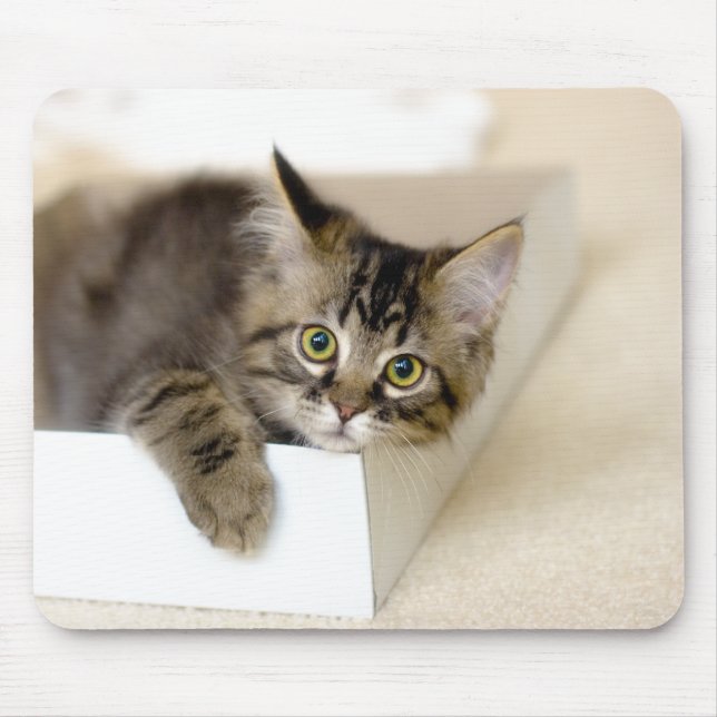 Kitten in a Box mousepad (Front)