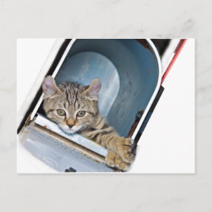 Kitten in a Mailbox Postcard
