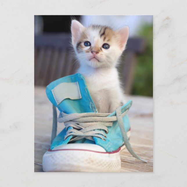 Kitten In A Shoe Postcard (Front)