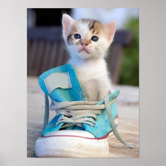 Kitten In A Shoe Poster (Front)