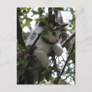 Kitten in a Tree Postcard