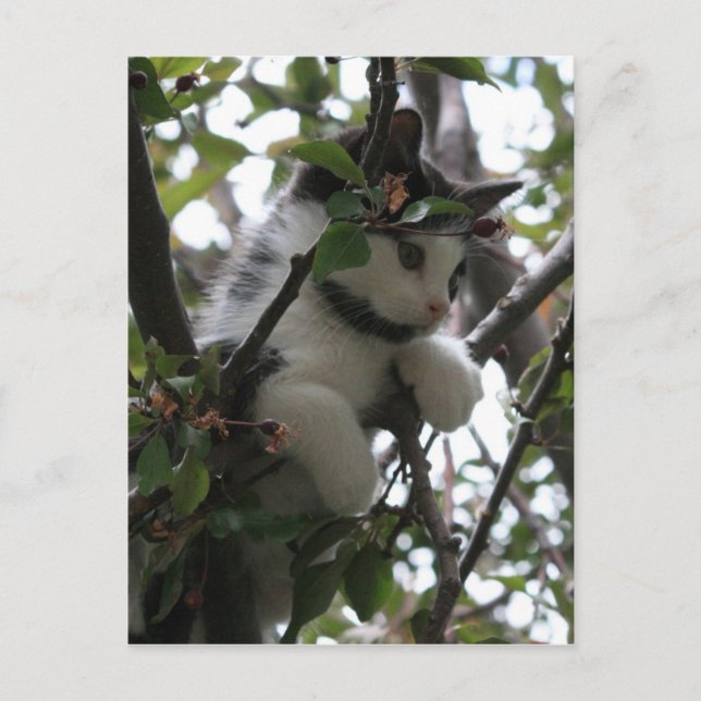 Kitten in a Tree Postcard (Front)