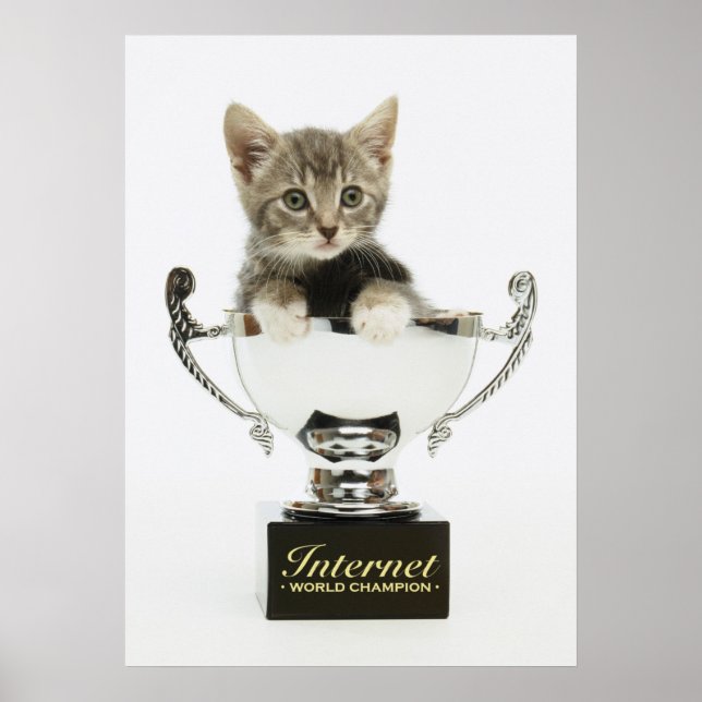 Kitten in a Trophy Poster (Front)