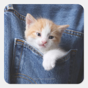 Kitten in Blue Jeans Square Sticker
