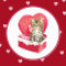 Kitten in Candy Box