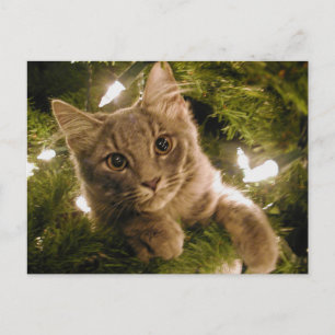 Kitten in Christmas Tree - Customizable Holiday Postcard