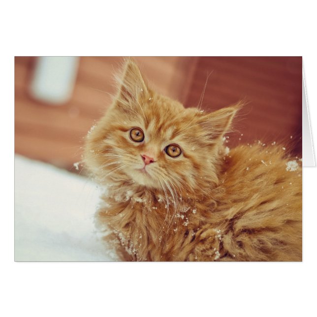 Kitten in Snow (Front Horizontal)