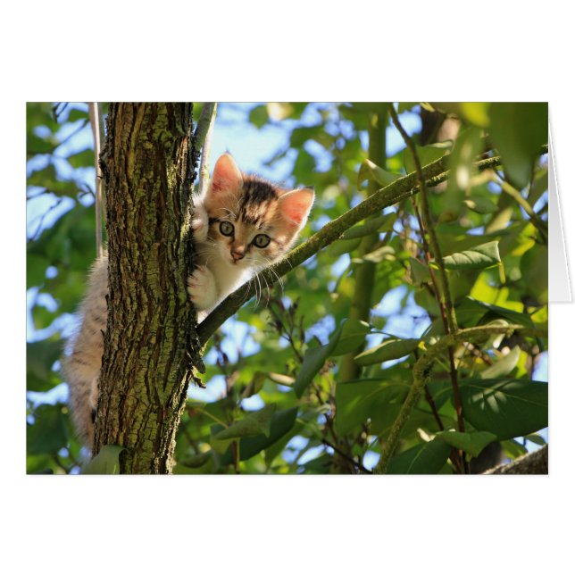 Kitten in Tree (Front Horizontal)