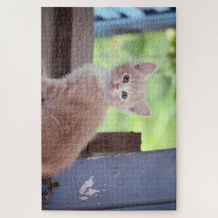 Kitten  jigsaw puzzle