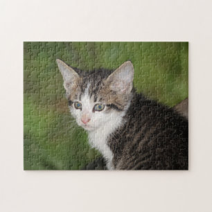 Kitten Jigsaw Puzzle