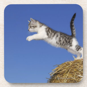 Kitten Jumping 2 Coaster