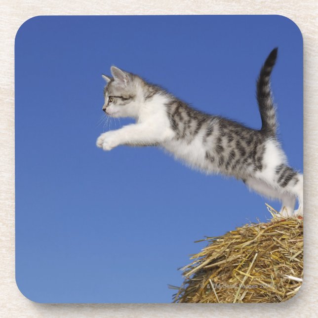 Kitten Jumping 2 Coaster (Front)