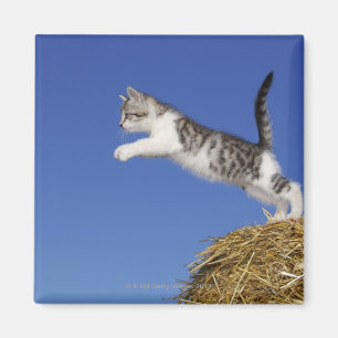 Kitten Jumping 2 Magnet