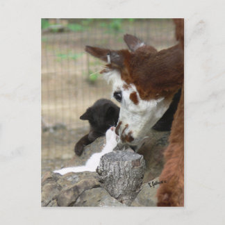 Kitten Kisses for Alpaca Postcard
