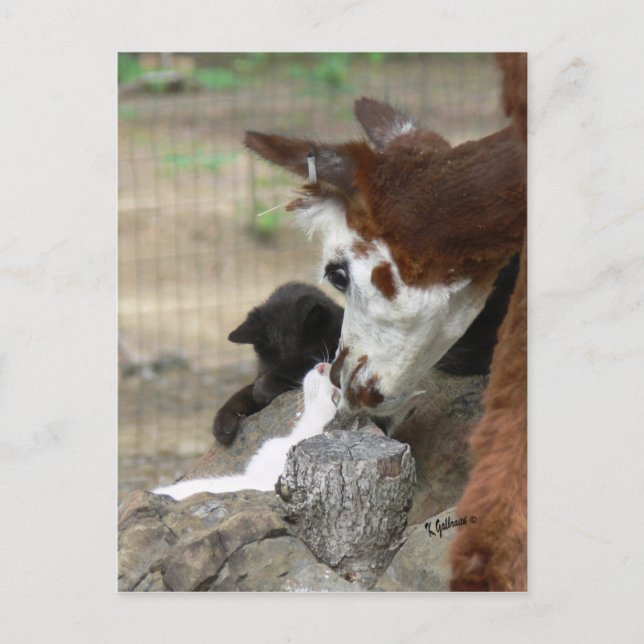 Kitten Kisses pour carte postale Alpaca (Devant)