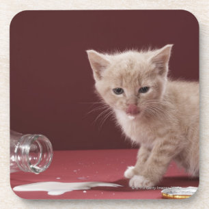 Kitten licking spilt milk from bottle coaster
