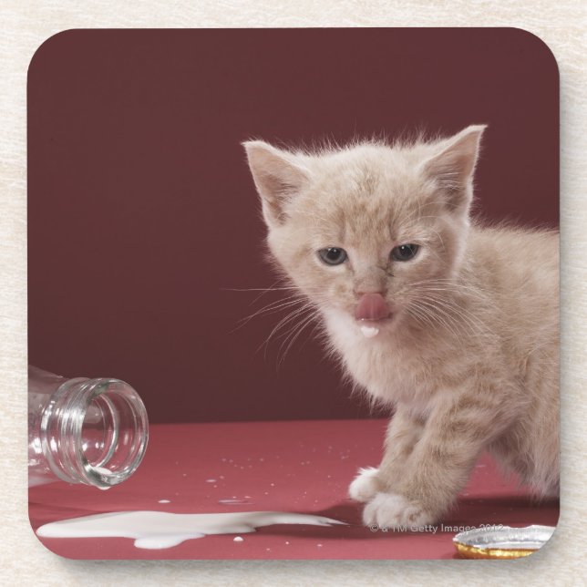 Kitten licking spilt milk from bottle coaster (Front)