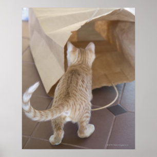 Kitten Looking into the Abyss of a Bag Poster