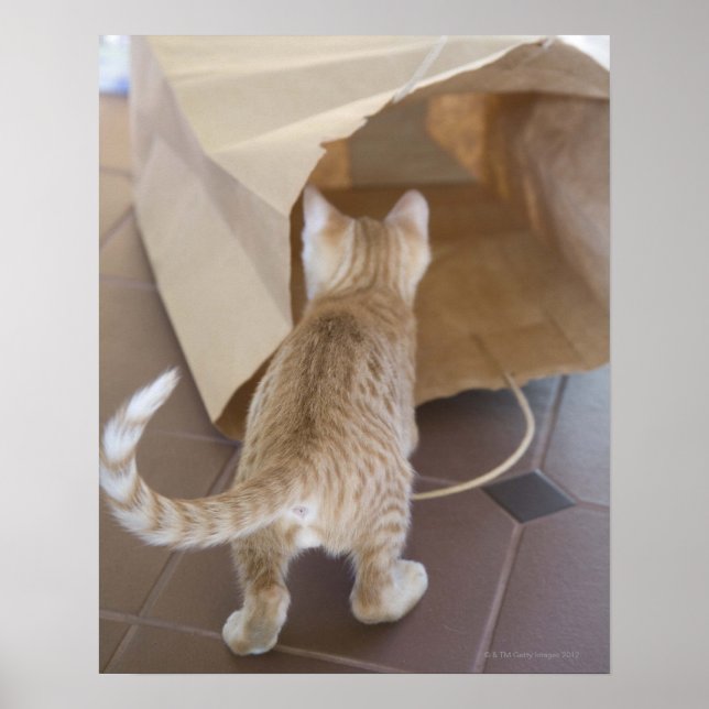 Kitten Looking into the Abyss of a Bag Poster (Front)