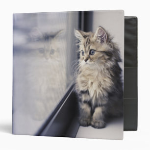Kitten Looking Out Window Binder