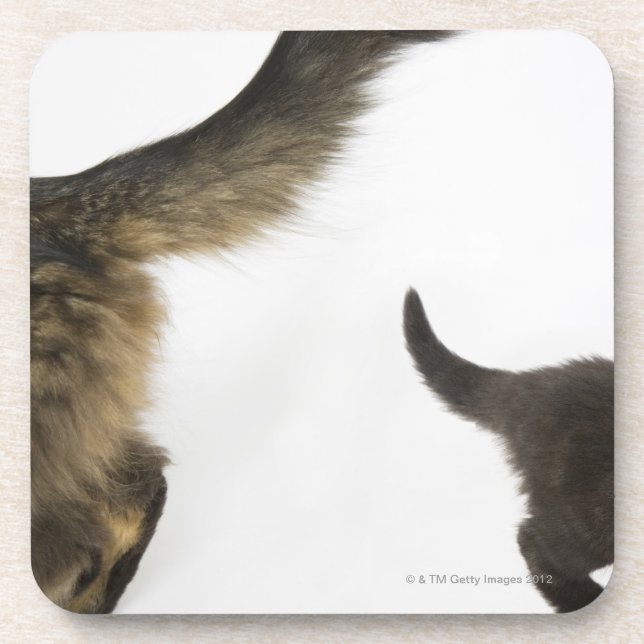 Kitten Looking up at its Mother's Tail Coaster (Front)