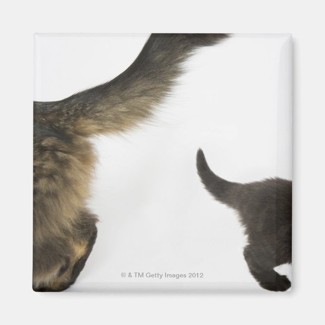 Kitten Looking up at its Mother's Tail Magnet (Front)