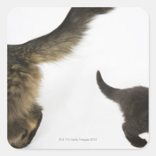 Kitten Looking up at its Mother's Tail Square Sticker
