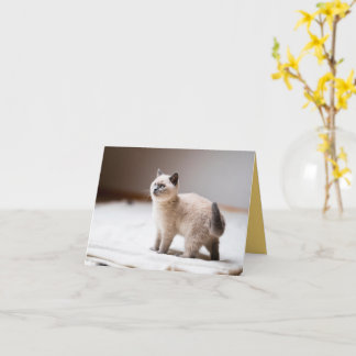 Kitten Love Card